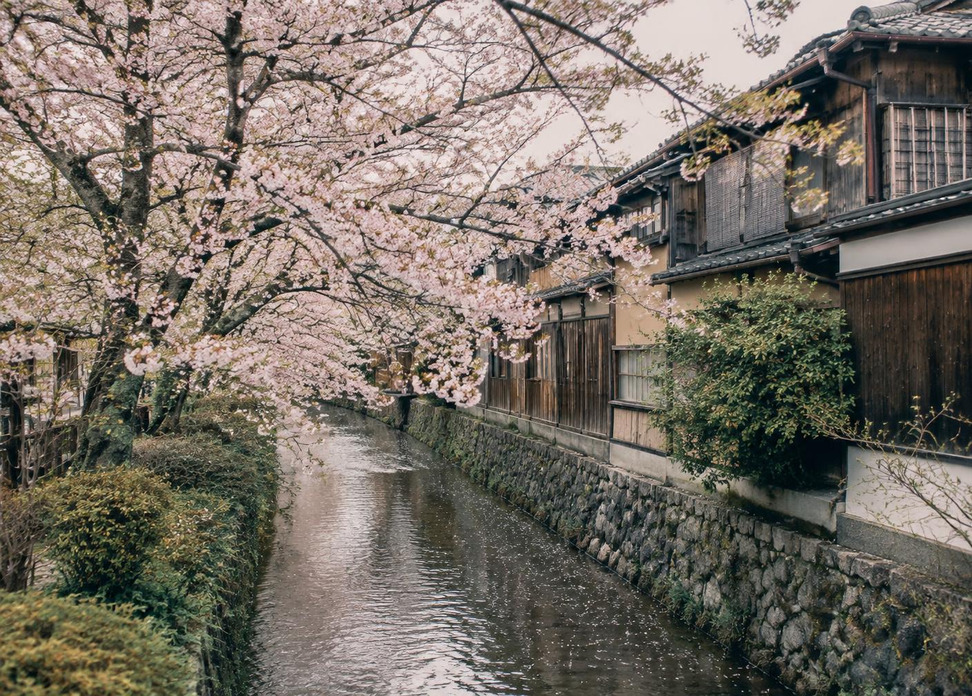 Cerejeiras floridas sobre um canal tranquilo em Kyoto, com casas tradicionais de madeira